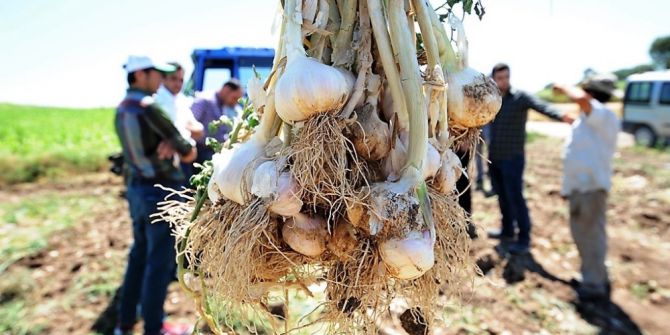 Taşköprü Sarımsağına Rakip Çıktı
