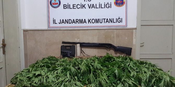 102 Kök Kenevir Bitkisi Ele Geçirildi