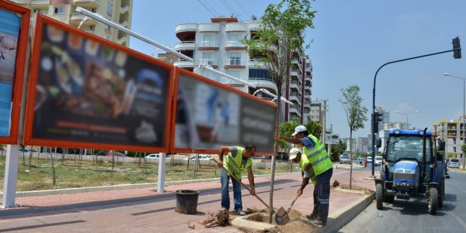 Mersin’de Kesilen Ağaçların Yerine Yenileri Dikildi