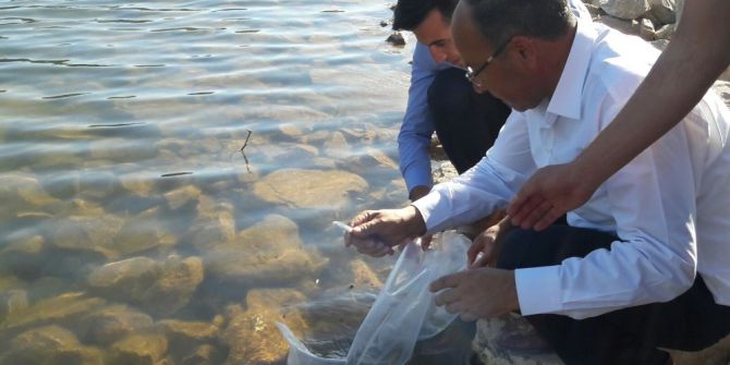 Denizli’de 122 Bin Sazan Su İle Buluşturuldu