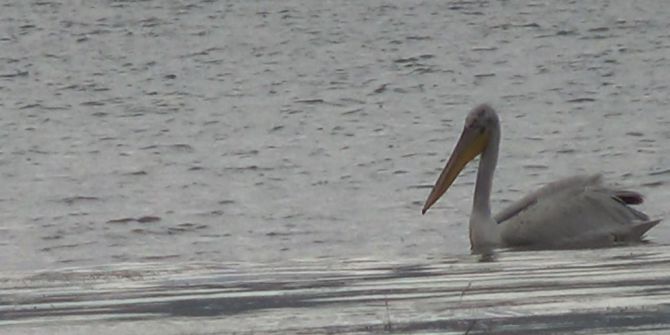 Çıldır Ve Aktaş Gölü’nü Pelikanlar Mesken Tuttu