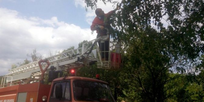 Kastamonu’da Ağaçta Mahsur Kalan Kediyi İtfaiye Kurtardı