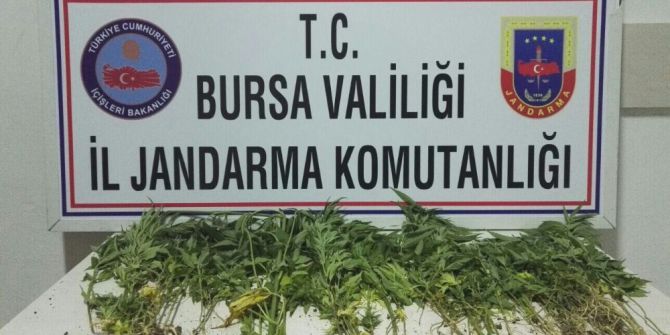 Bursa’da Uyuşturucu Operasyonu