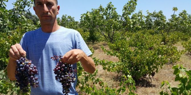 Bu Yıl Kara Üzümü Zor Bulacağız