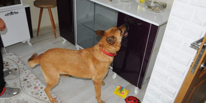 Eskişehir’de Geniş Çaplı Uyuşturucu Operasyonu: 43 Gözaltı