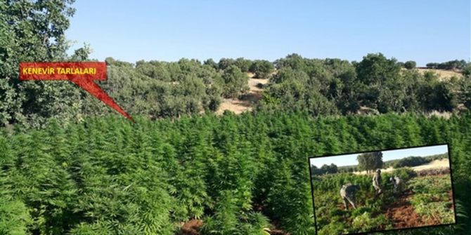 Diyarbakır’da 15 Bin 920 Kök Kenevir Ele Geçirildi