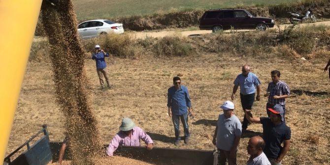 Kula’da İlk Kez Biçerdöverle Nohut Hasadı Yapıldı