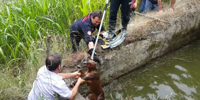 Su Kuyusuna Düşen Karaca İtfaiye Ekipleri Tarafından Kurtarıldı