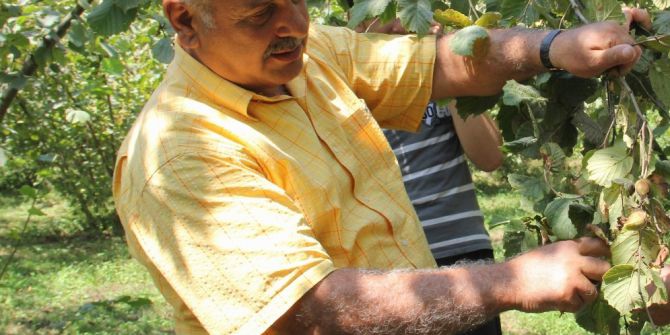 Fındıkta Rekolte Tartışması