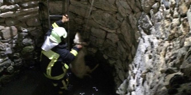 Denizli’de Kuzu Kurtarma Operasyonu