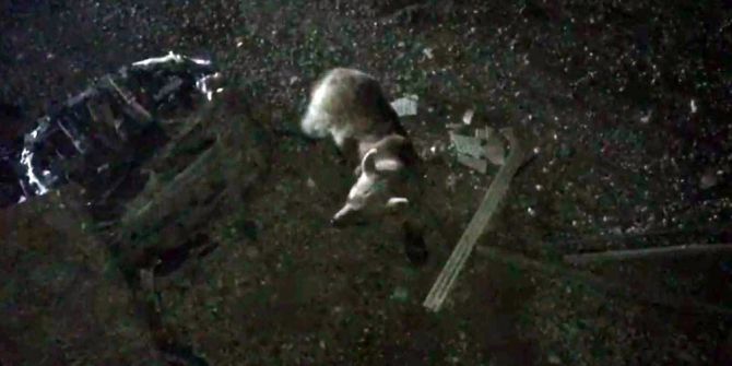 Bozayıları Sarıkamışlı Otelciler Besliyor