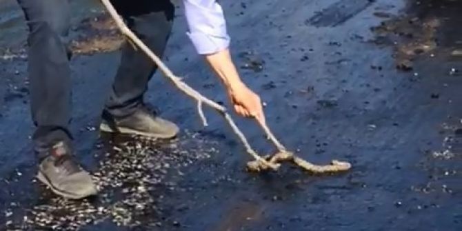 Sıcaktan Eriyen Asfalta Yapışan Yılanı Vatandaş Kurtardı