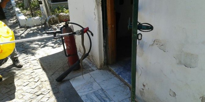 Ayvalık Kabristanda Yılan Paniği