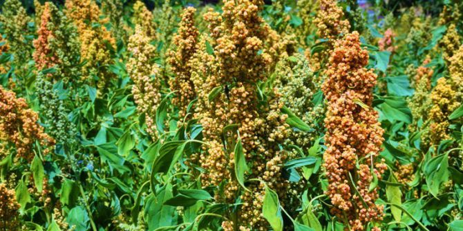 Üreticinin Yeni Gözdesi "Kinoa" Samsun’da