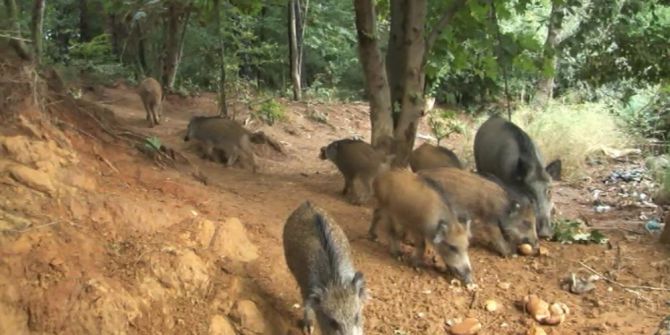 Aç Kalan Domuzlar Şehre İndi