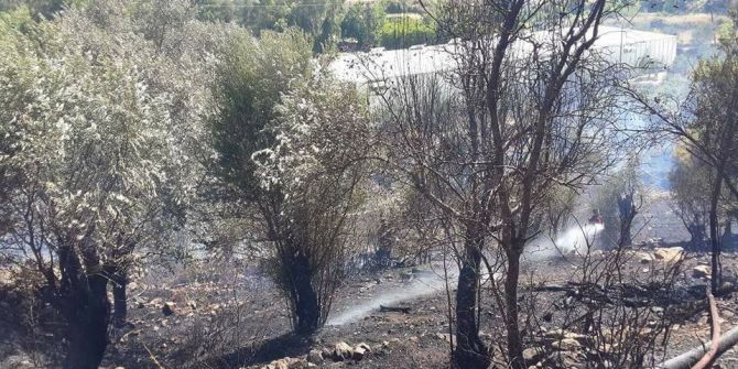 Anamur’da Zeytinlik Yangını Korkuttu