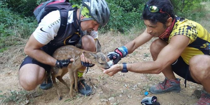 Bisiklet Sürücüleri Yaralı Karacaya Can Oldu