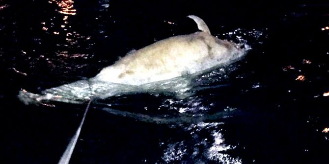 Mudanya’da İkinci Ölü Yunus Vakası