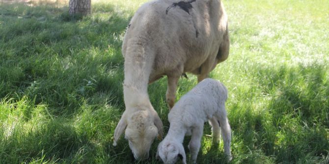 Çorum’da Yetiştiricilere 100 Adet Damızlık Koç Dağıtıldı