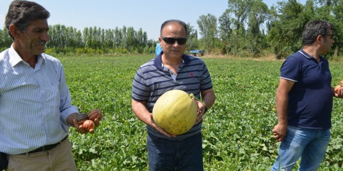 Iğdır Ovasında Kavun Bereketi