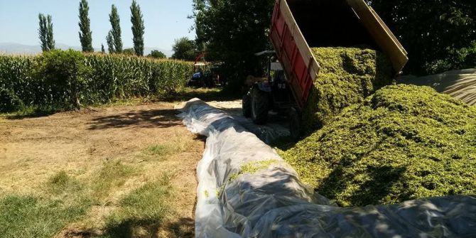 Aydın’da Silaj Telaşı Başladı