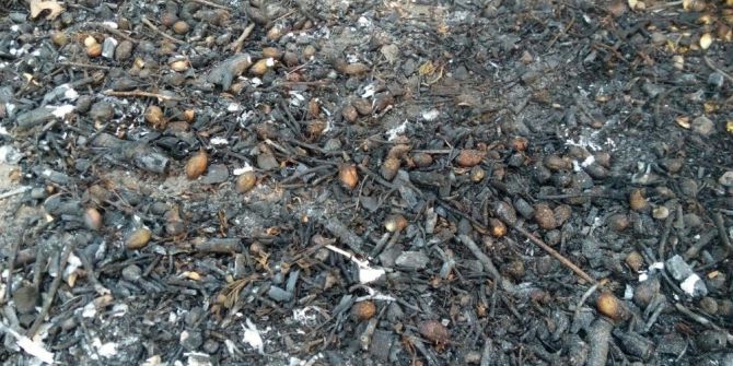 Nohut Ütmesi Geleneği Tarih Oluyor