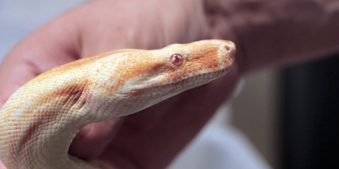 Ülkeye Yasa Dışı Yollarla Sokulan Piton Ve Boa Yılanına El Konuldu