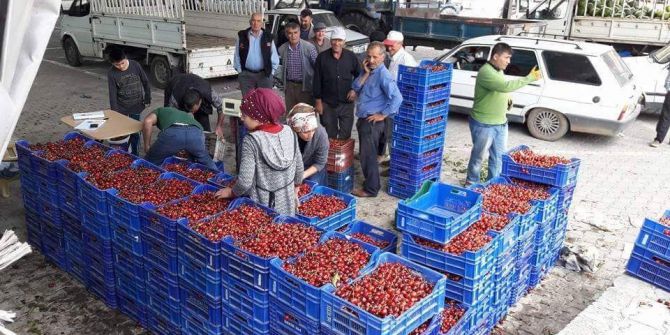 Şaphane’de Vişne Fiyatları 3 Lira