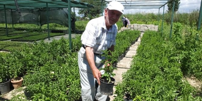Burhaniye Şeker Otu Üretim Merkezi Oldu