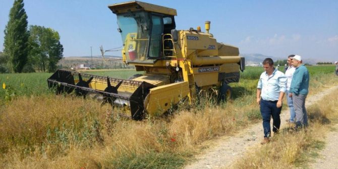 İnönü’de İlk Alternatif Karabuğday Bitkisi