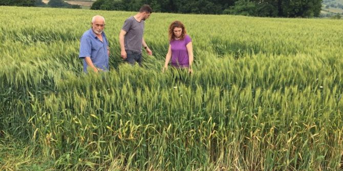 Büyükşehir’in Yem Bitkisi Destekleri İle Verimler Arttı