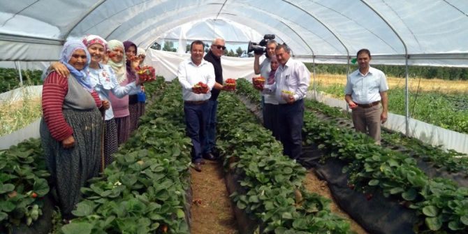 Aladağlı Köylüler Çilekle Güldü