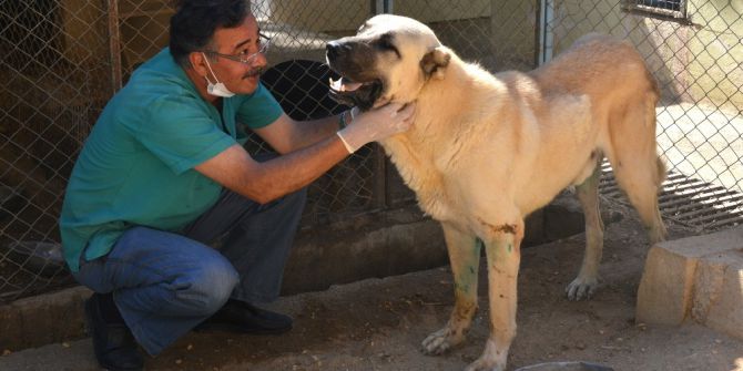 Felçli Sokak Köpeği Hayvan Barınağında Sağlığına Kavuştu