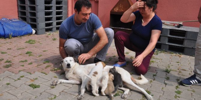 Köpekten İnsanlık Dersi