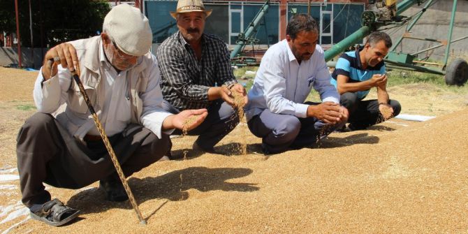 Çiftçi, Buğday Fiyatlarının Düzeltilmesini İstiyor