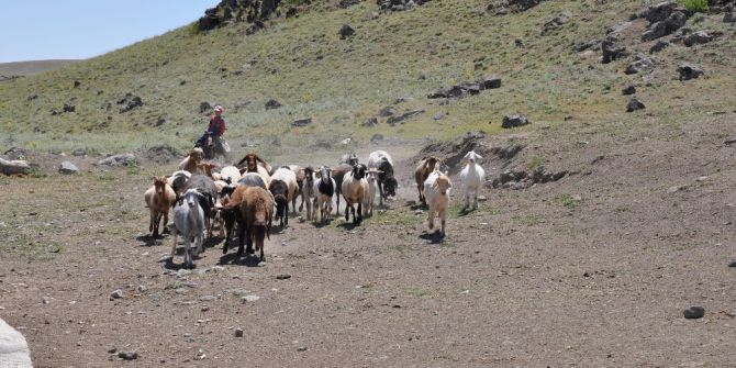 Arkadaşları Tatil Yaparken O Koyun Otlatıyor