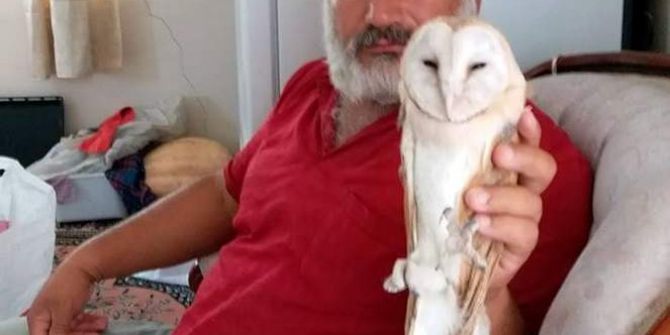 Yaralı Baykuş Tedavi Altına Alındı