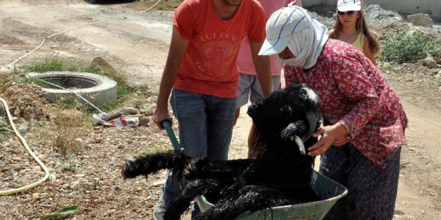 Rögardan Keçi Kurtarma Operasyonu