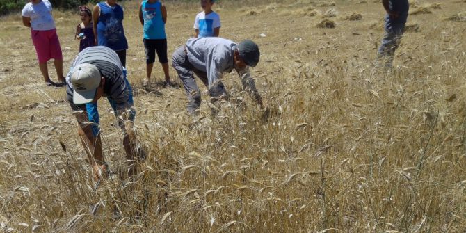 Yerel Tohumda Hasat Heyecanı