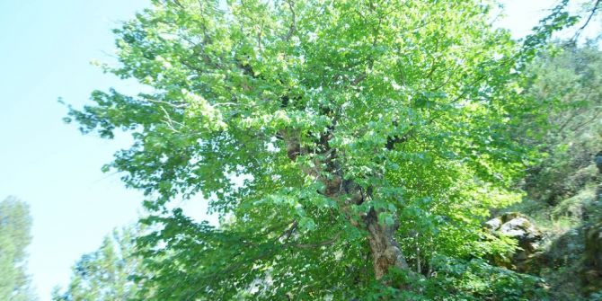 Uşak’taki Bulkaz Dağları Asırlık Fındık Ağaçlarına Ev Sahipliği Yapıyor