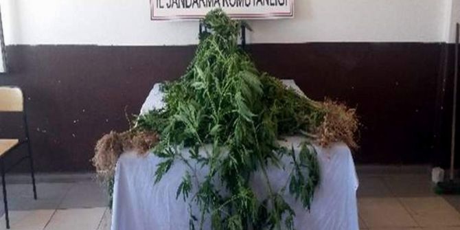 Karı Koca Yasadışı Kenevir Yetiştiriken Yakalandı