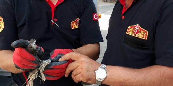 İtfaiye Ekiplerinden Ayağına İp Dolaşan Kırlangıca Yardım Eli