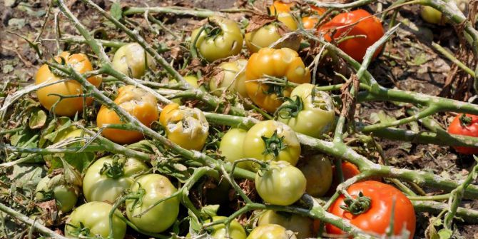 Tarsim Genel Müdürü Dolunun Vurduğu Ovada İncelemelerde Bulundu