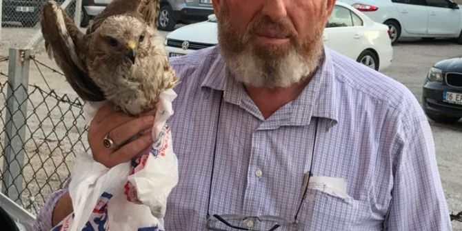 Yaralı Şahini Belediye Ekiplerine Teslim Etti