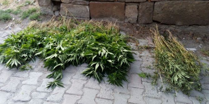 Jandarmanın Operasyonunda Bin 332 Kök Hint Keneviri Ele Geçirildi