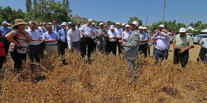Hasanbeyli’de İlk Nohut Hasadı Yapıldı
