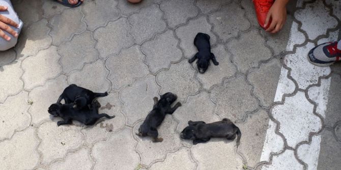 Su Borusuna Sıkışan Köpek Yavrularını İtfaiye Kurtardı