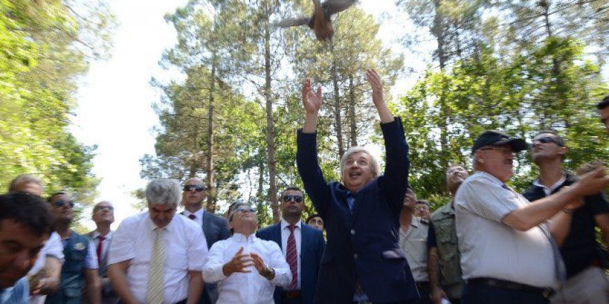 Sinop’ta 200 Sülün Doğaya Salındı