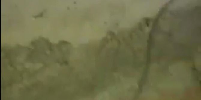 Milas’ta ‘Sarıkız Böceği’ Paniği