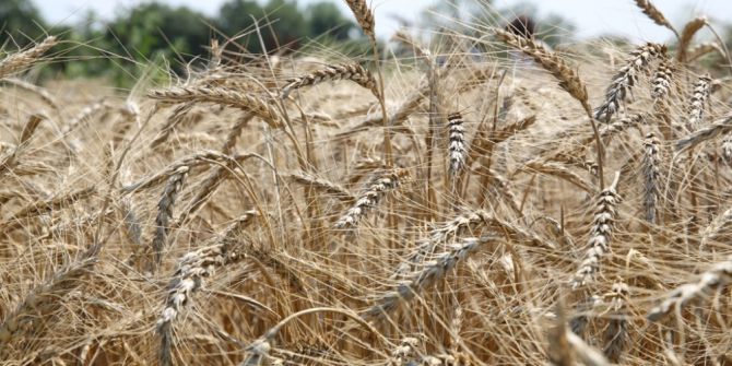 Kent Bostanları Buğday Ambarı Gibi